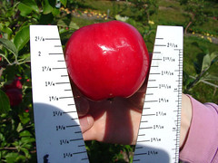 V.1 Apple Measure