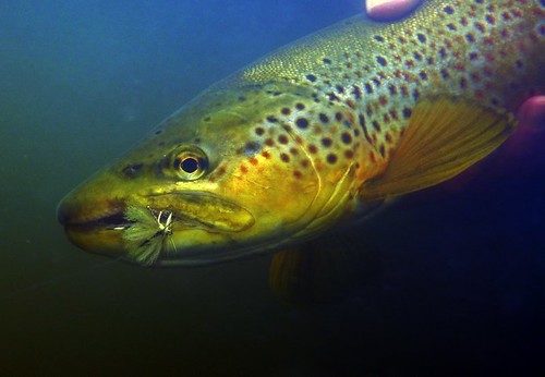 Hex Brown Trout 1