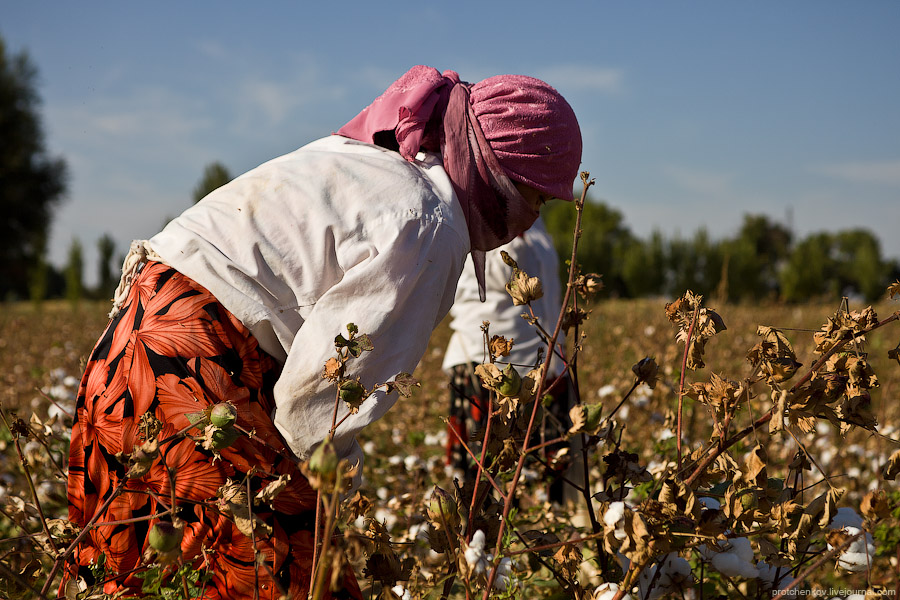 Cotton harvesting