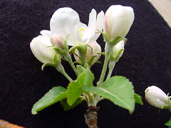Mark Flower Cluster