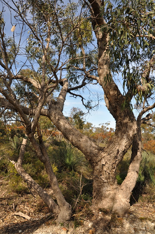 COP Eucalyptus goniocalyx ab<br/>© <a href="https://flickr.com/people/66108883@N04" target="_blank" rel="nofollow">66108883@N04</a> (<a href="https://flickr.com/photo.gne?id=6125760337" target="_blank" rel="nofollow">Flickr</a>)