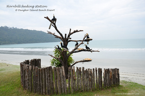 Pangkor Island hornbill2