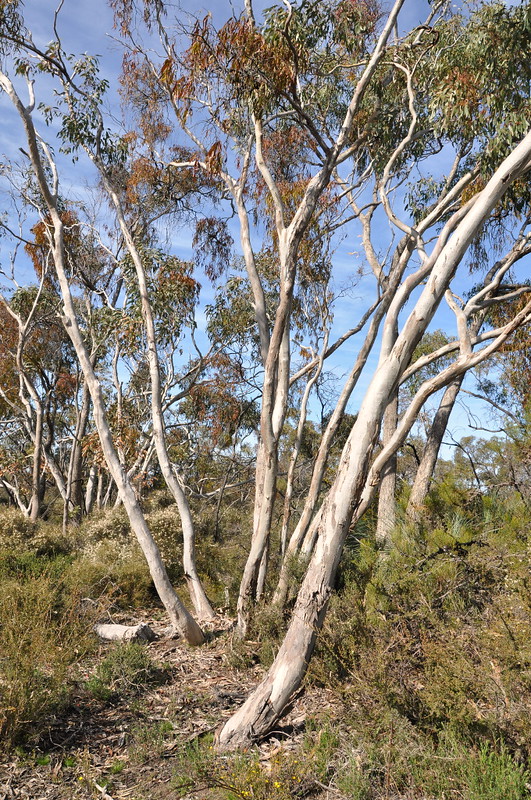 COP Eucalyptus fasciculosa aa<br/>© <a href="https://flickr.com/people/66108883@N04" target="_blank" rel="nofollow">66108883@N04</a> (<a href="https://flickr.com/photo.gne?id=6126303364" target="_blank" rel="nofollow">Flickr</a>)