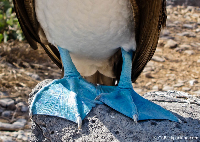 Blue Footed Boobie on Espanola Island, Galapagos