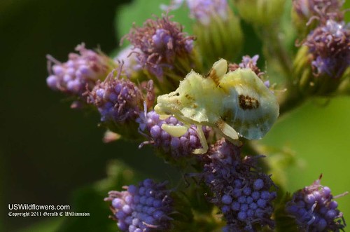 Insect on Blue Mistflower - Conoclinium coelestinum