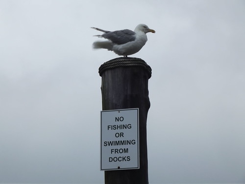 Seagull hanging in during heavy winds 