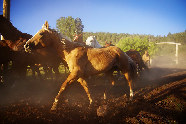 Black Mountain Colorado Dude Ranch horse running