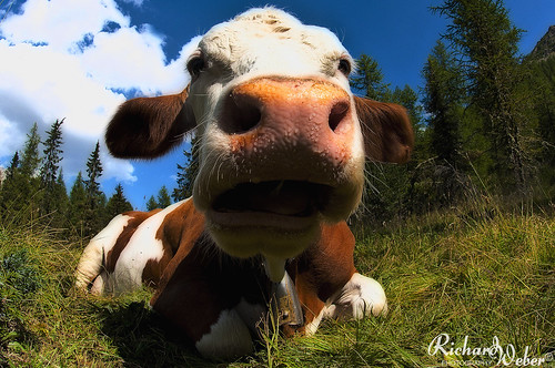 "Who said I am a cow?!" by Rizzoweb