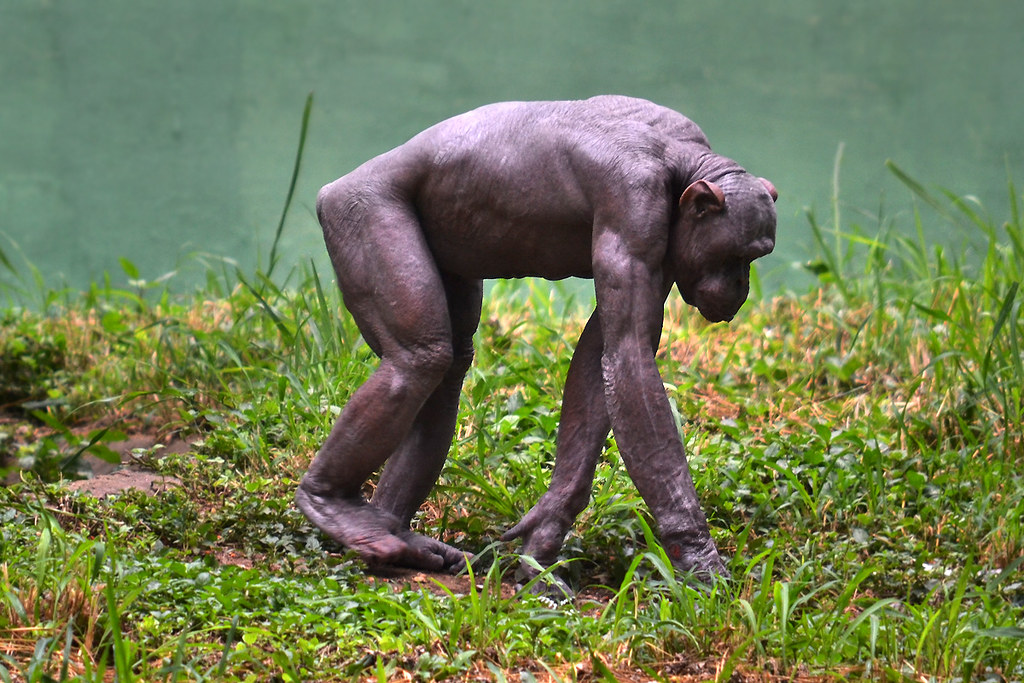27 Best Chimp Anatomy images | Primates, Chimpanzee 