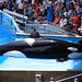 Seaworld Orca • <a style="font-size:0.8em;" href="http://www.flickr.com/photos/26088968@N02/6132027066/" target="_blank">View on Flickr</a>