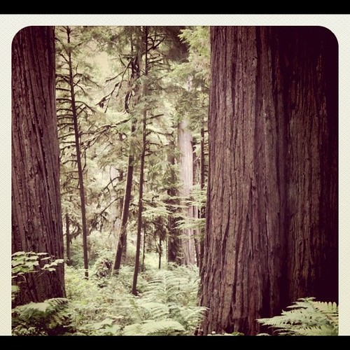 CA redwoods