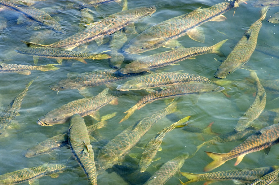 Священная рыба реки Гомати, Байджнатх