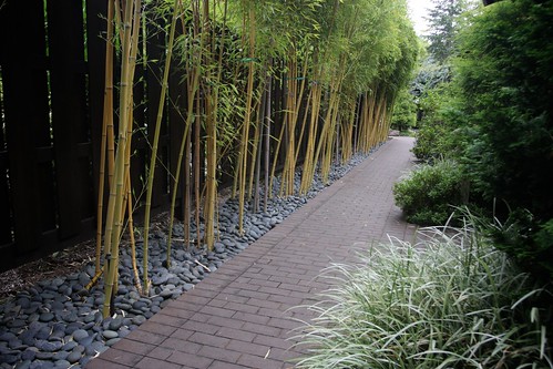 pretty bamboo