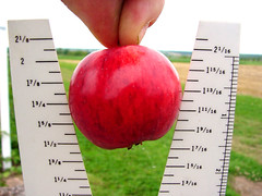 V.3 Apple Measure
