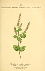 Anglų lietuvių žodynas. Žodis mentha rotundifolia reiškia <li>mentha rotundifolia</li> lietuviškai.