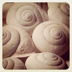 Woodland Snail Shells #snail #spiral #shell #volute