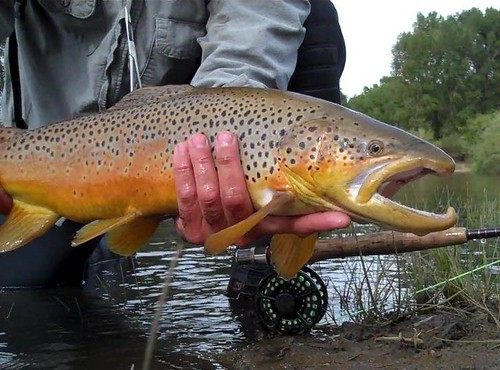 Wyoming Brown Trout