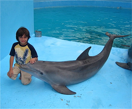 befriending dolphins at national aquarium in havana cuba