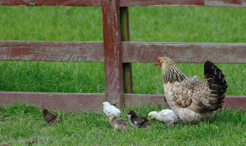 Mother Hen with her Chicks