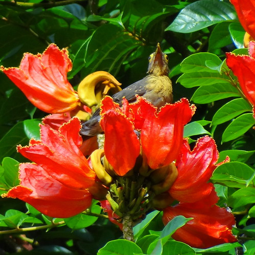 Paraulata ojo de candil [Bare-eyed Thurush] (Turdus nudigenis nudigenis)  juvenil impregnada de polen por una flor de Tulipán africano o Gallito  [African Tulip Tree] (Spathodea campanulata) - a photo on Flickriver