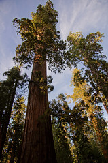 2011-10-15 10-23 Sierra Nevada 122 Yosemite National Park, Mariposa Grove of Giant Sequoias