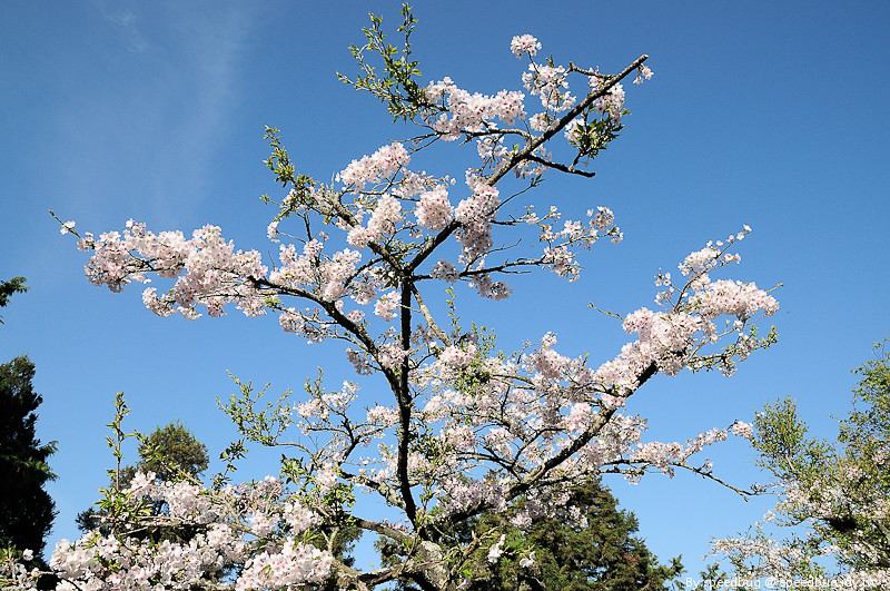 阿里山櫻花季56
