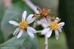 Olearia argophylla - Native Musk, Silver Shrub, Musk daisy-bush