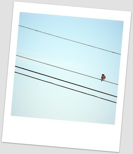 bird on the wire