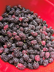 Bowlful of Mulberries