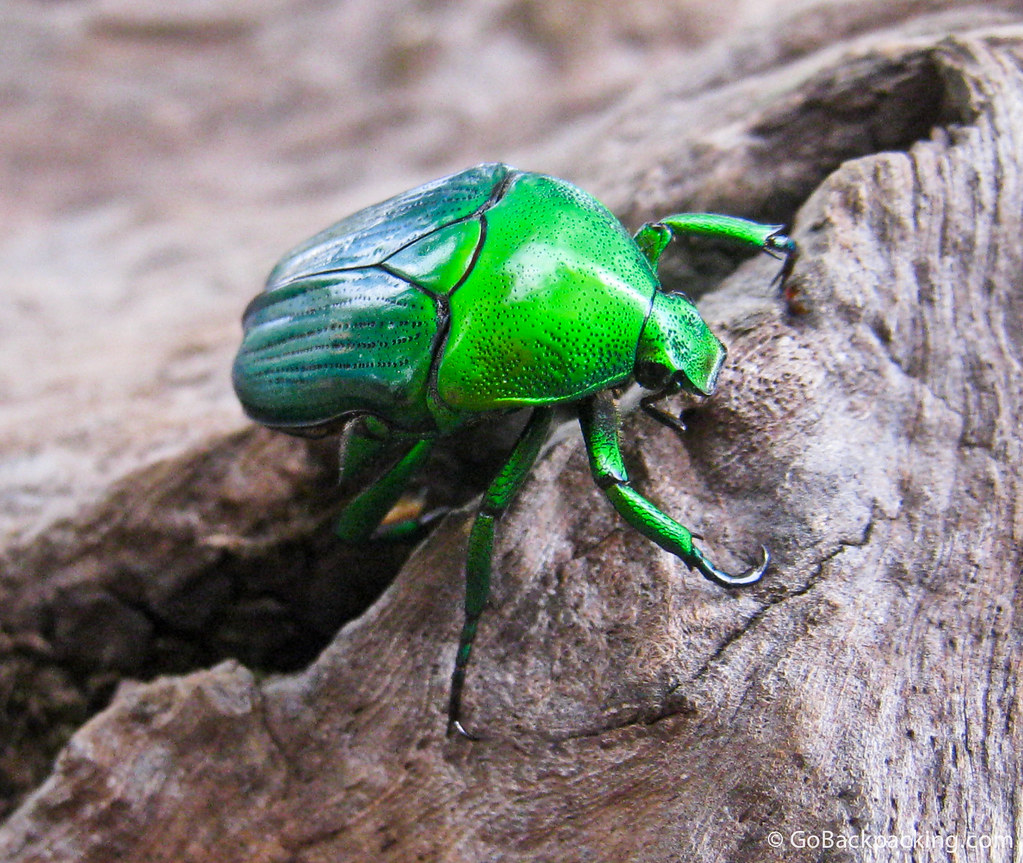 Green Beetle