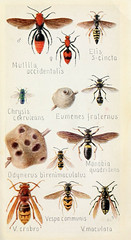 Anglų lietuvių žodynas. Žodis vespula maculata reiškia <li>vespula maculata</li> lietuviškai.