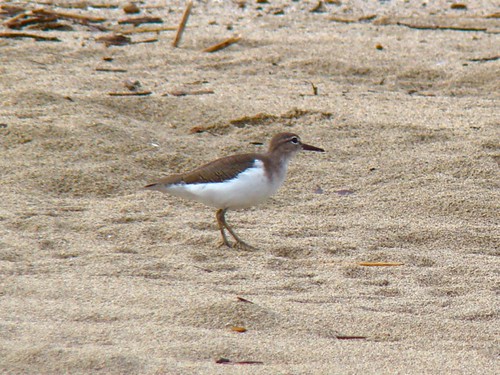 Andarrìos Maculado (Actitis macularia) Spotted Sandpiper