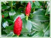 Costus woodsonii (Red Button Ginger, Scarlet Spiral Flag, Red Cane, Panamanian Candle Ginger, Indian Head Ginger, Dwarf French Kiss, Dwarf Cone Ginger)