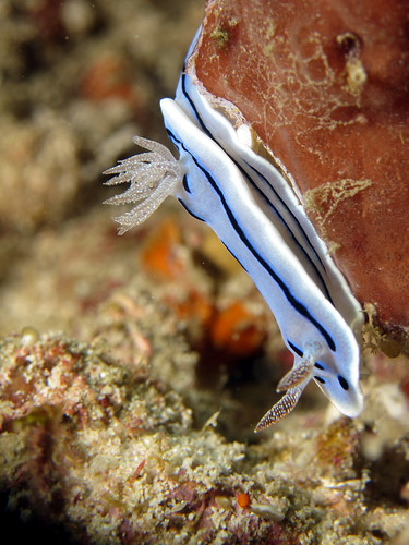 ミゾレウミウシ (Chromodoris willani )