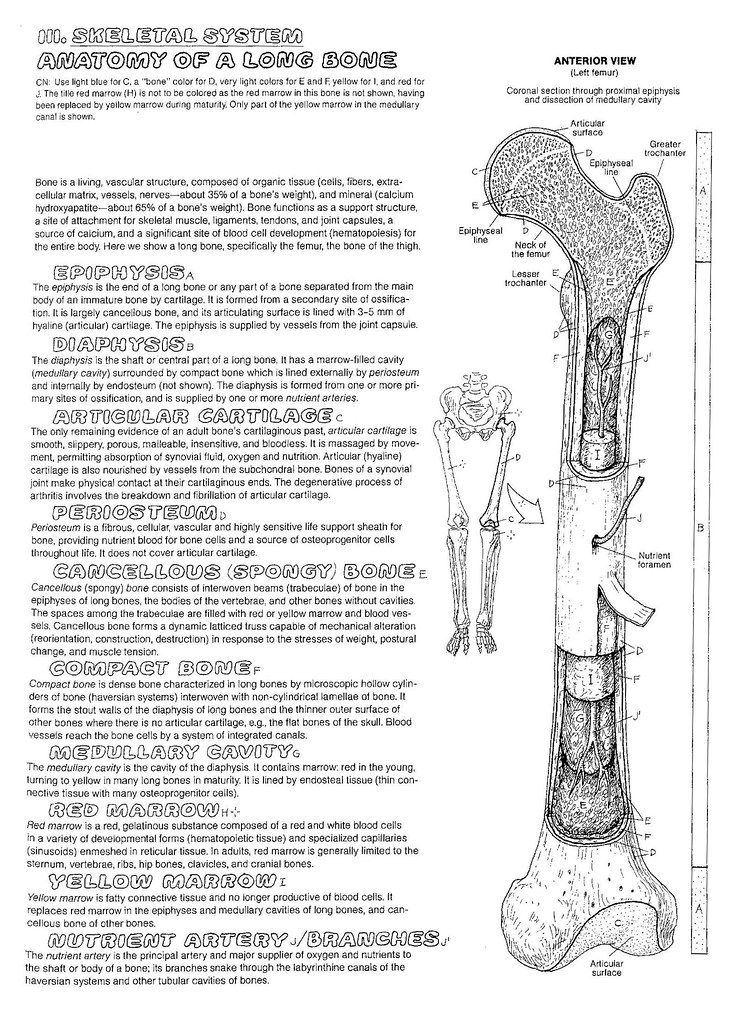 Unit 3 Part 1 Long Bone Color Guide