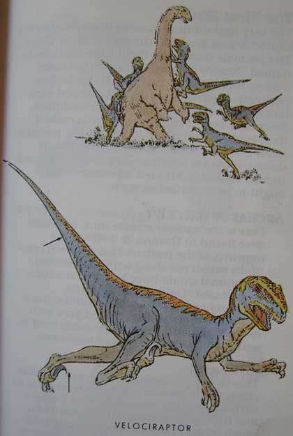 Peterson First Guides: Dinosaurs p. 47