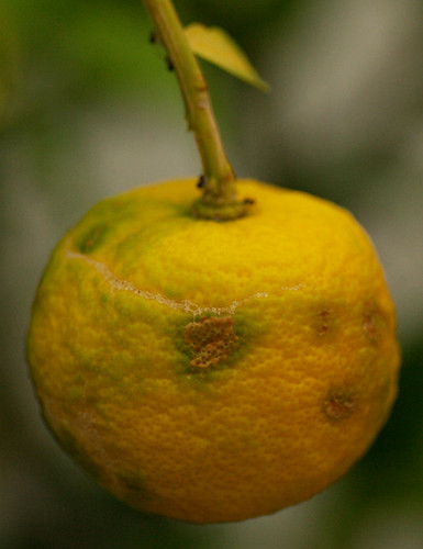 Yuzu, Japanse citrus