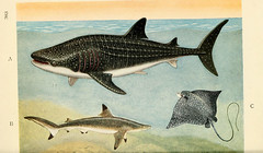 Anglų lietuvių žodynas. Žodis blacktip shark reiškia blacktip ryklys lietuviškai.