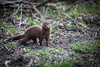 American Mink by Brotherwolfe, on Flickr