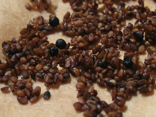 Elder Seeds on Acid