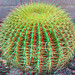 Golden Barrel Cactus (Full) [3D Dubois Anaglyph]