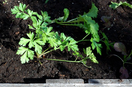 Parsley just transplanted to the mini hoop house on our back deck by Eve Fox, Garden of Eating blog, copyright 2011