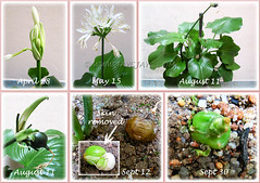 Proiphys amboinensis (Cardwell Lily) - from flower bud to potential seedling