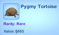 Pygmy Tortoise