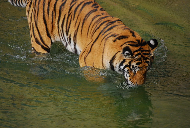 Tigre en Terra Natura Benidorm