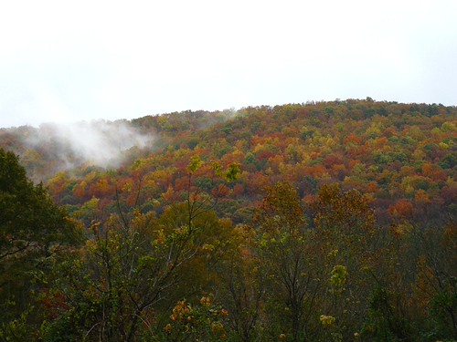 foliage P1200568_11032011.JPG
