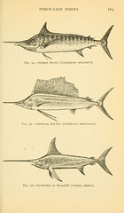 Anglų lietuvių žodynas. Žodis istiophorus albicans reiškia <li>istiophorus albicans</li> lietuviškai.
