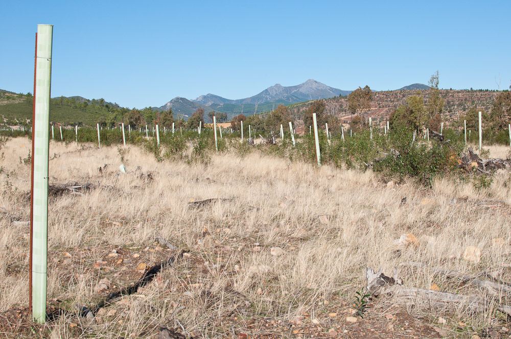 Plantando árboles en los montes de Cañamero en las Villuercas