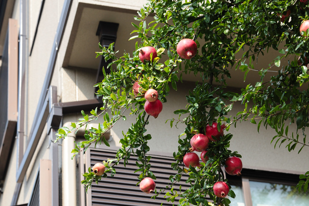 Pomegranate in Kobe