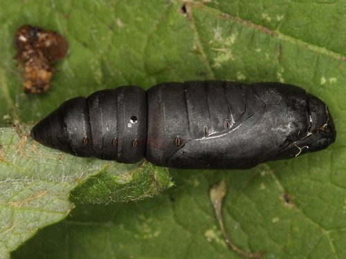 pupa Lepidoptera indet. by gbohne, on Flickr